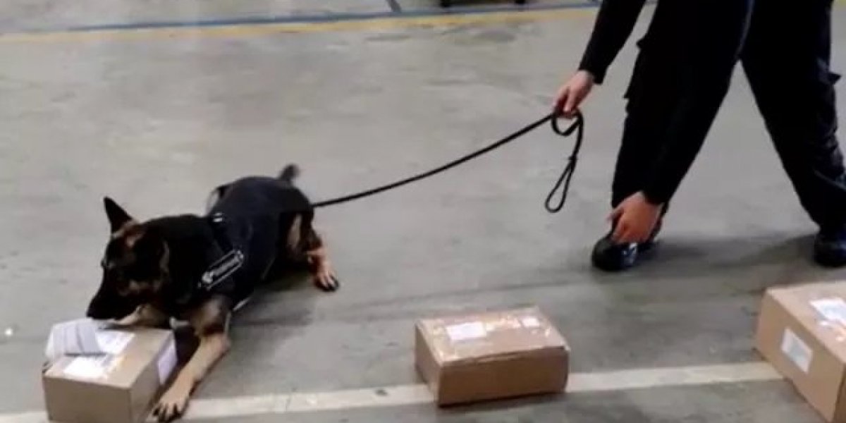 Cadela encontra maconha em pacote postal durante operação da Receita Federal