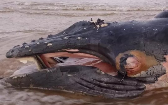 Filhote de baleia jubarte é encontrado morto em praia de Ilhéus