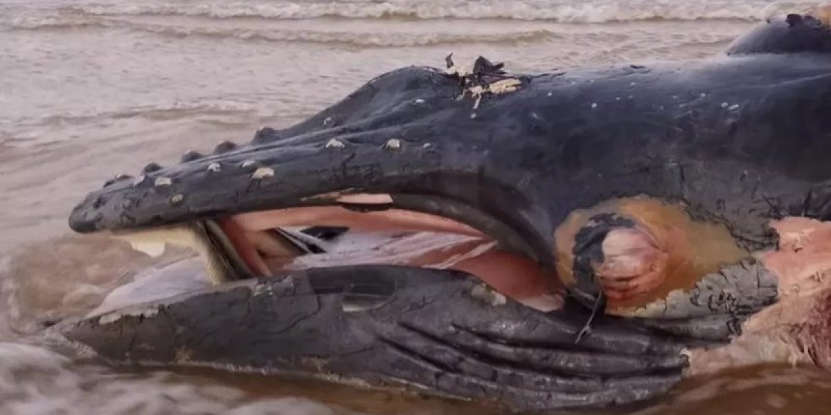 Filhote de baleia jubarte é encontrado morto em praia de Ilhéus