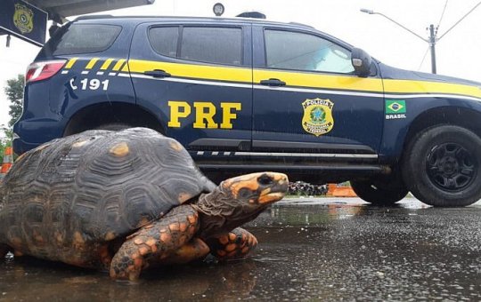 Jabutis são resgatados em situação de maus tratos na Bahia