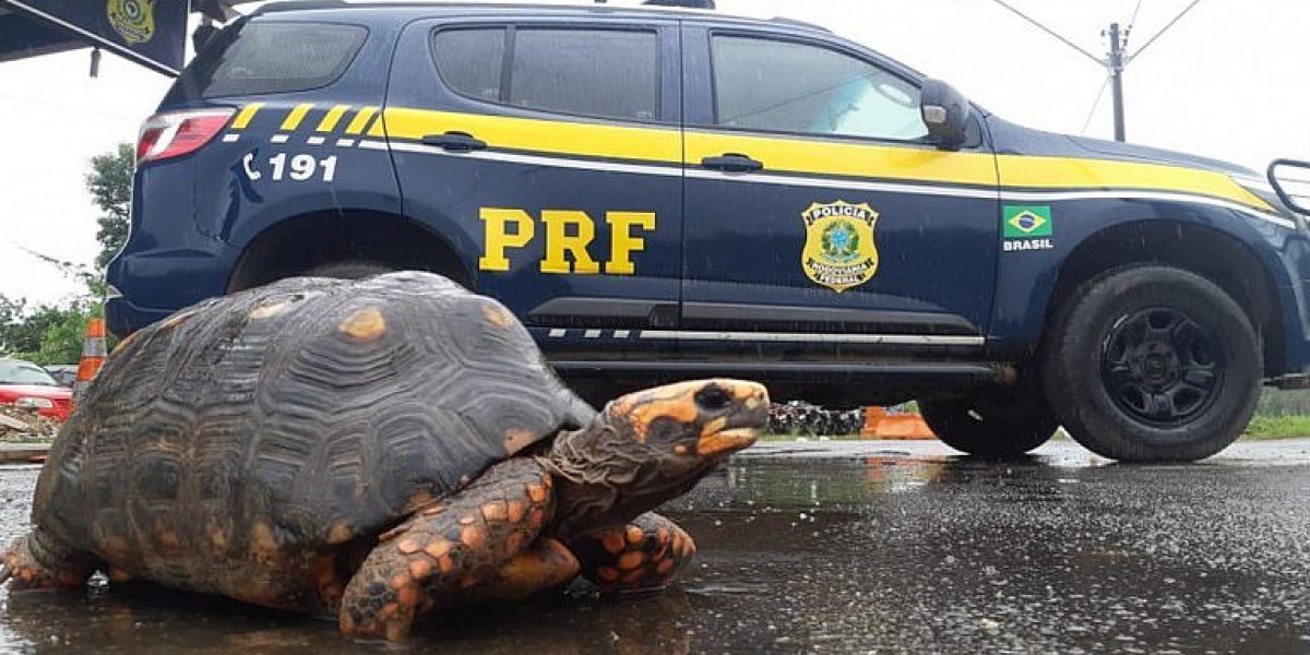 Jabutis são resgatados em situação de maus tratos na Bahia