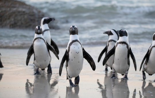 Rolê aleatório: Pinguins voltam a 'invadir' as praias de Salvador; veja o motivo