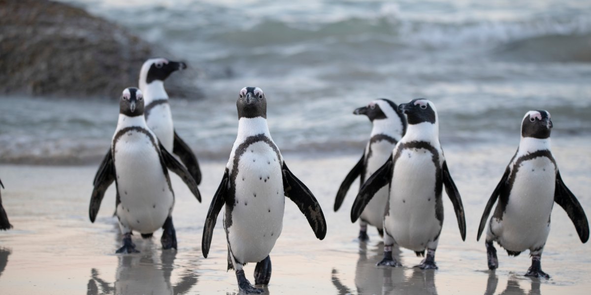 Rolê aleatório: Pinguins voltam a 'invadir' as praias de Salvador; veja o motivo