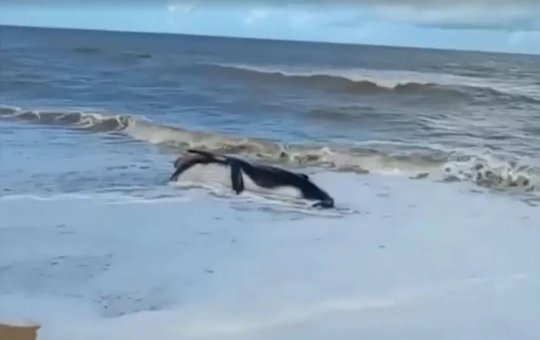 Filhote de baleia é encontrado morto em praia no litoral da Bahia