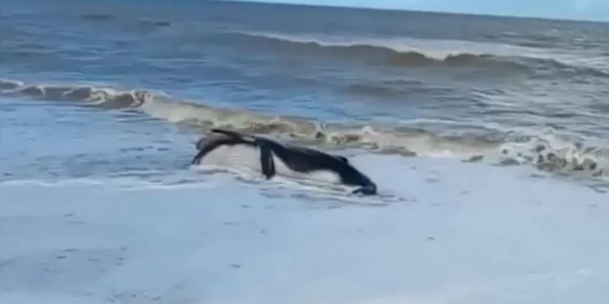 Filhote de baleia é encontrado morto em praia no litoral da Bahia