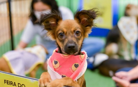 Feira de adoção pet acontece neste sábado (27) em Shopping de Salvador