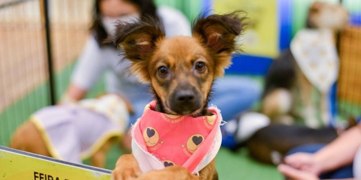 Feira de adoção pet acontece neste sábado (27) em Shopping de Salvador