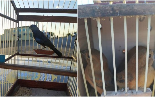 Aves silvestres são resgatadas durante abordagens da PRF na Bahia