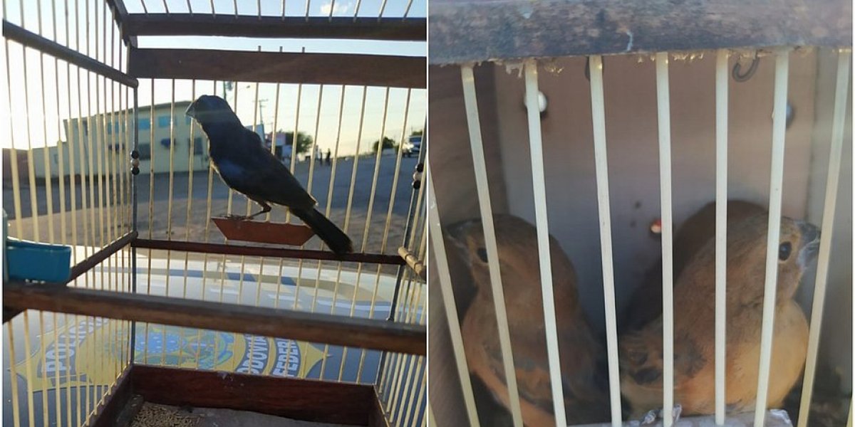 Aves silvestres são resgatadas durante abordagens da PRF na Bahia