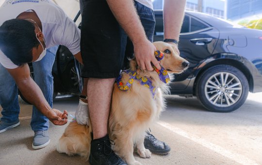 Vacinação antirrábica acontecerá em quatro shoppings neste fim de semana