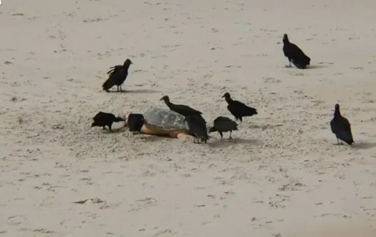 Tartarugas-marinhas são encontradas mortas na praia da Pituba