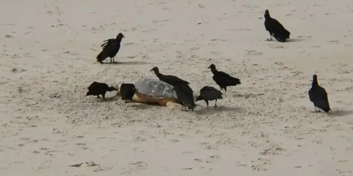 Tartarugas-marinhas são encontradas mortas na praia da Pituba