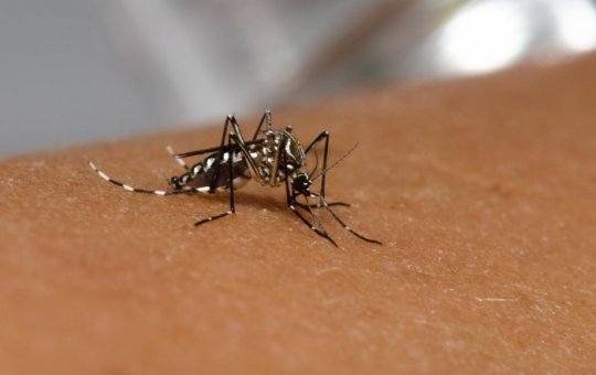 Feira de Santana registra seis casos de nova variante da dengue