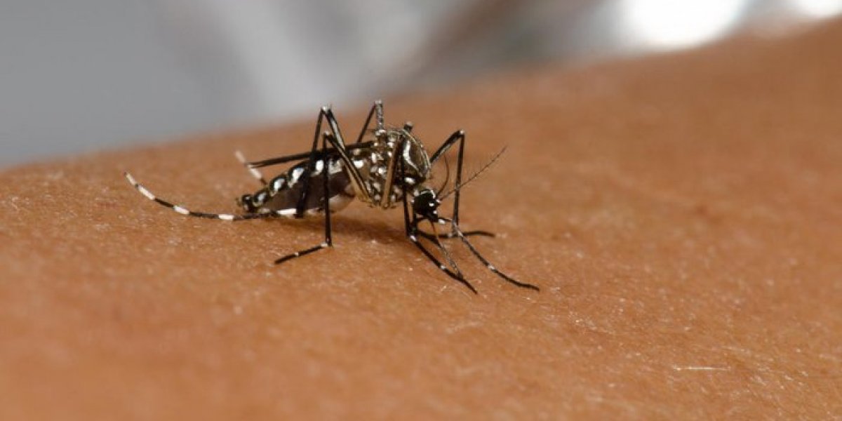 Feira de Santana registra seis casos de nova variante da dengue