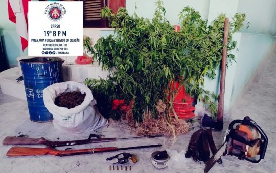Jequié: polícia destrói plantação com cerca de 1.500 pés de maconha