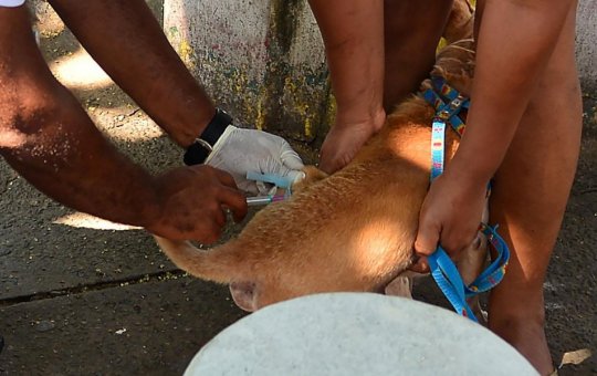Campanha de vacina antirrábica ocorre em Salvador até próximo sábado (17)