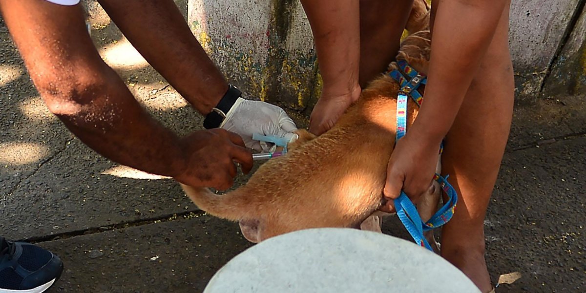Campanha de vacina antirrábica ocorre em Salvador até próximo sábado (17)