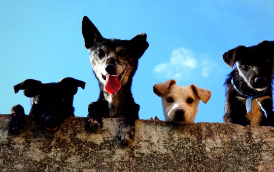 Senacon anuncia recall imediato de petiscos após morte de ao menos 40 cães