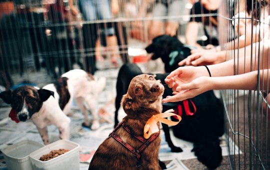 Feira de adoção pet acontece neste sábado (17), no Park do shopping, em Salvador
