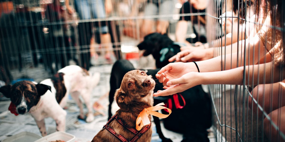 Feira de adoção pet acontece neste sábado (17), no Park do shopping, em Salvador