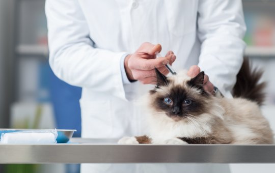 Dia D da Campanha de Vacinação Antirrábica acontece neste sábado (17)