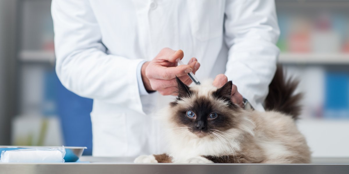 Dia D da Campanha de Vacinação Antirrábica acontece neste sábado (17)