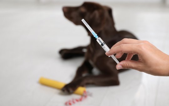 Campanha de vacinação antirrábica em Salvador é prorrogada até dia 30