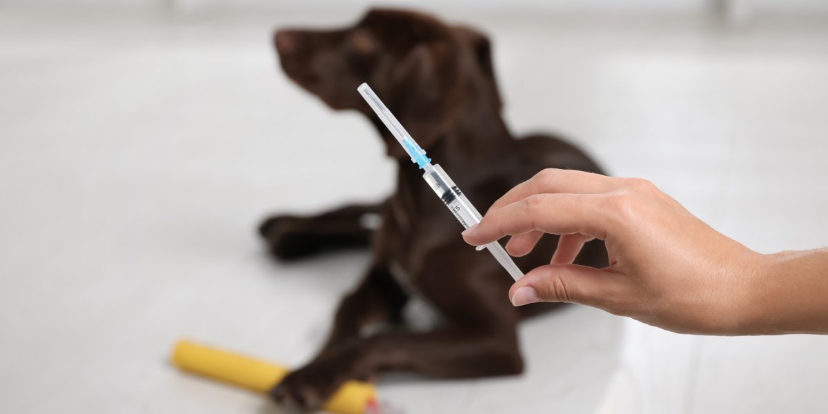 Campanha de vacinação antirrábica em Salvador é prorrogada até dia 30