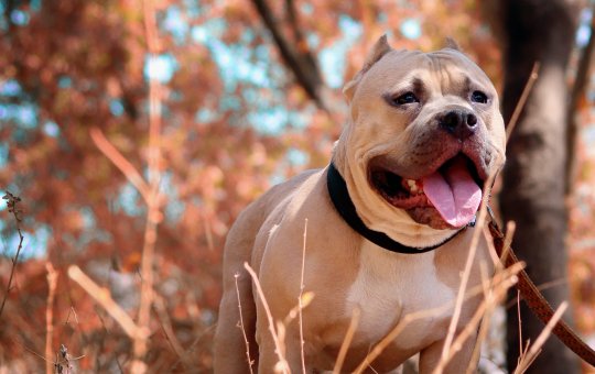 Criança morre após ataque de pitbull em Jequié
