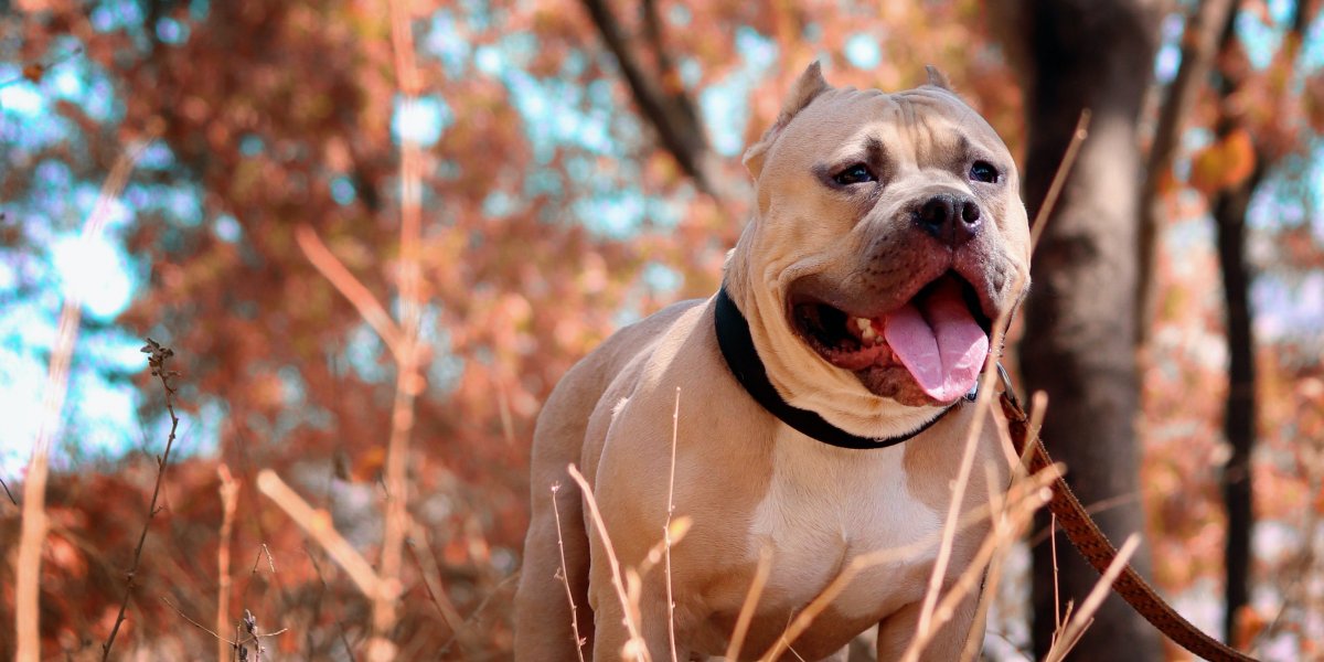 Criança morre após ataque de pitbull em Jequié