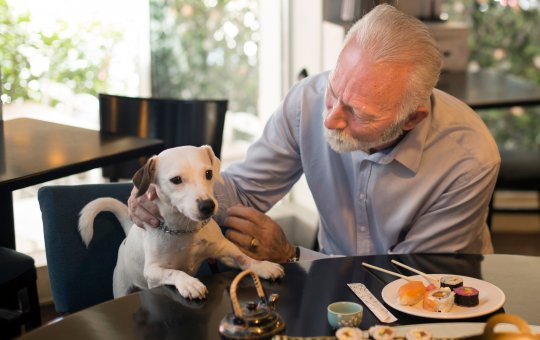 Portaria permite presença de pets em estabelecimentos comerciais de Salvador