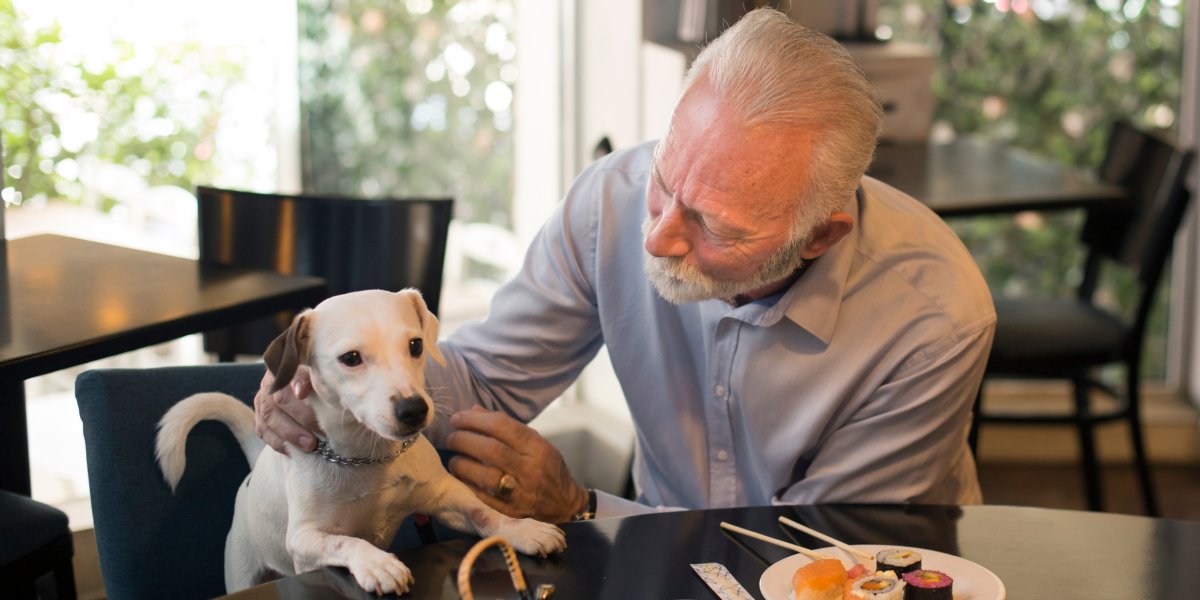Portaria permite presença de pets em estabelecimentos comerciais de Salvador