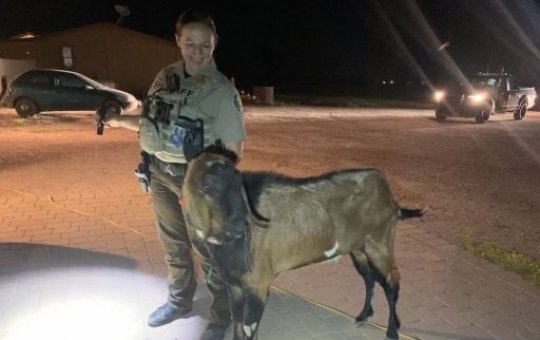 Bode invade comunidade, toca o terror e acaba preso pela polícia