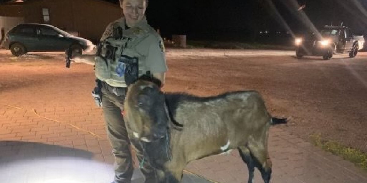 Bode invade comunidade, toca o terror e acaba preso pela polícia