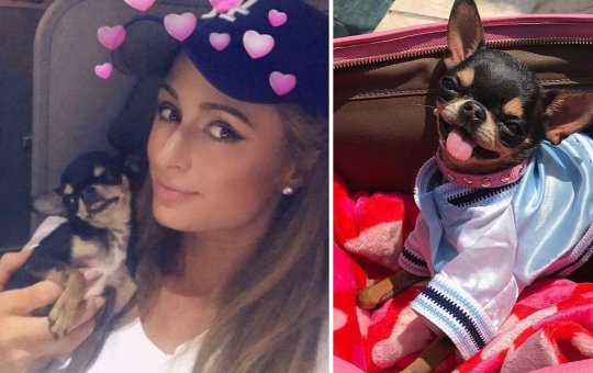 Paris Hilton promete pagar grande recompensa para quem encontrar sua chihuahua