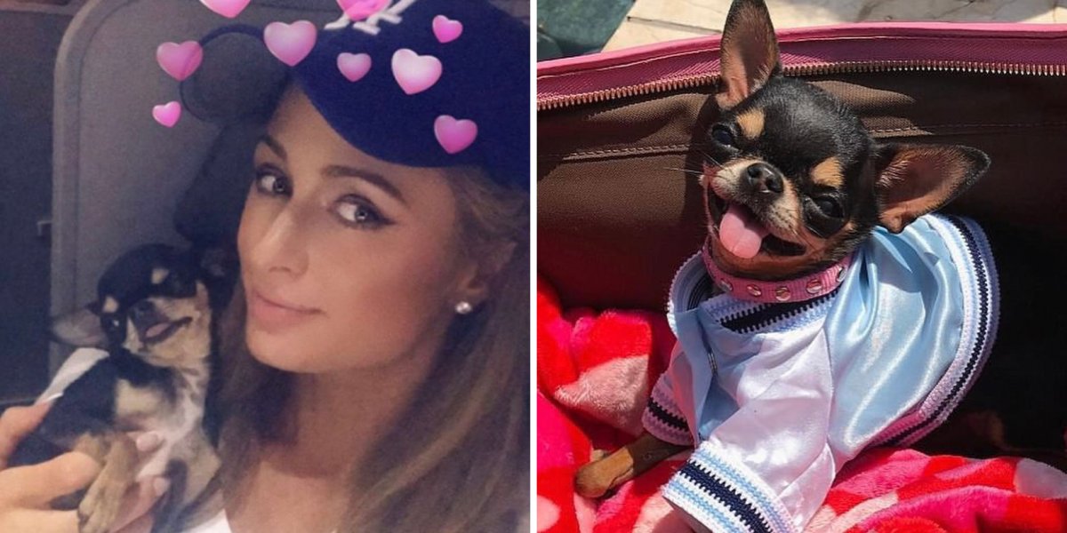 Paris Hilton promete pagar grande recompensa para quem encontrar sua chihuahua