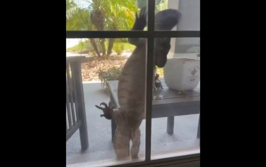 Godzilla? Lagarto gigante tenta invadir casa e assusta moradores