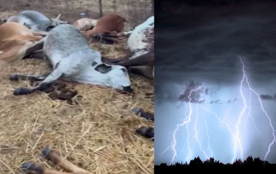 Raio mata 23 gados em fazenda no oeste da Bahia