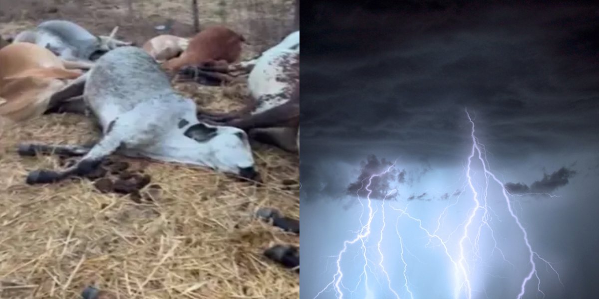 Raio mata 23 gados em fazenda no oeste da Bahia