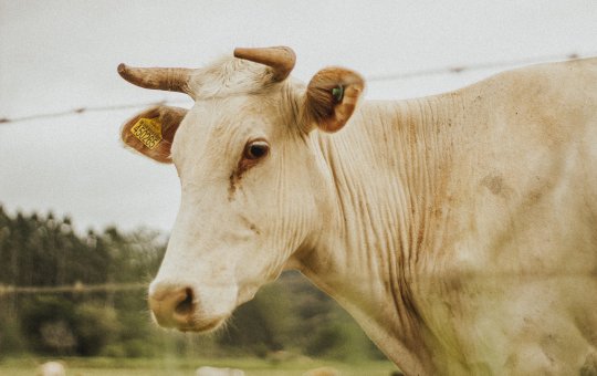 Grupo criminoso mata oito bois, rouba as carnes e foge