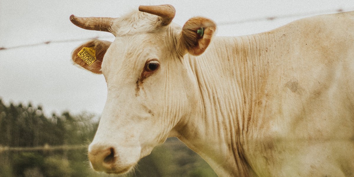 Grupo criminoso mata oito bois, rouba as carnes e foge