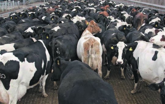 Oito vacas são mortas e têm carne levada na Bahia; este é o terceiro caso