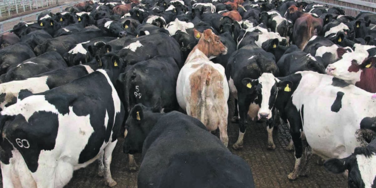 Oito vacas são mortas e têm carne levada na Bahia; este é o terceiro caso