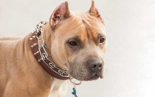 Pitbull ataca homem e solta após intervenção de populares na Bahia