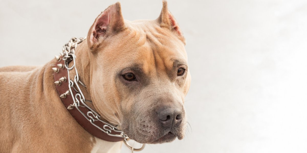 Pitbull ataca homem e solta após intervenção de populares na Bahia