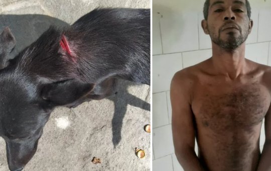 Homem é preso ao tentar degolar cachorro com facão na Bahia
