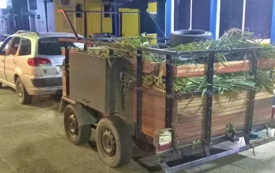 PRF apreende quase 2 mil caranguejos transportados de forma irregular na BA