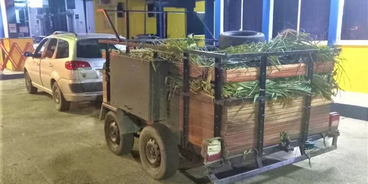 PRF apreende quase 2 mil caranguejos transportados de forma irregular na BA