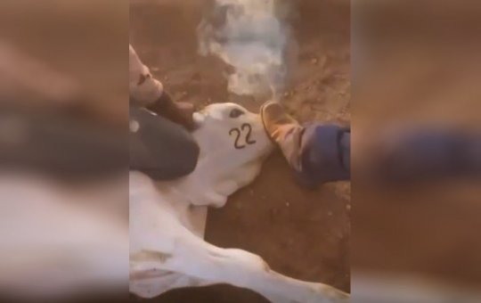 Bolsonarista usa ferro em brasa para marcar 22 em bezerro; caso é investigado