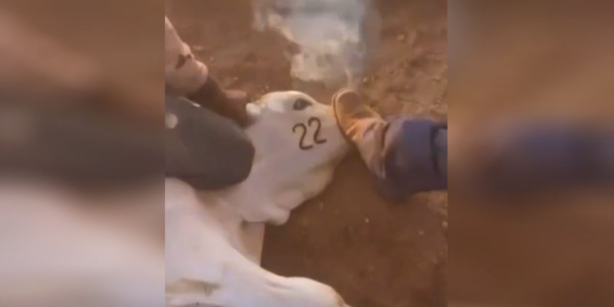 Bolsonarista usa ferro em brasa para marcar 22 em bezerro; caso é investigado